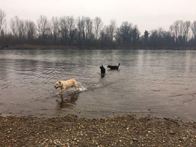 Tre cani sportivi corrono e nuotano nel fiume durante una passeggiata invernale
