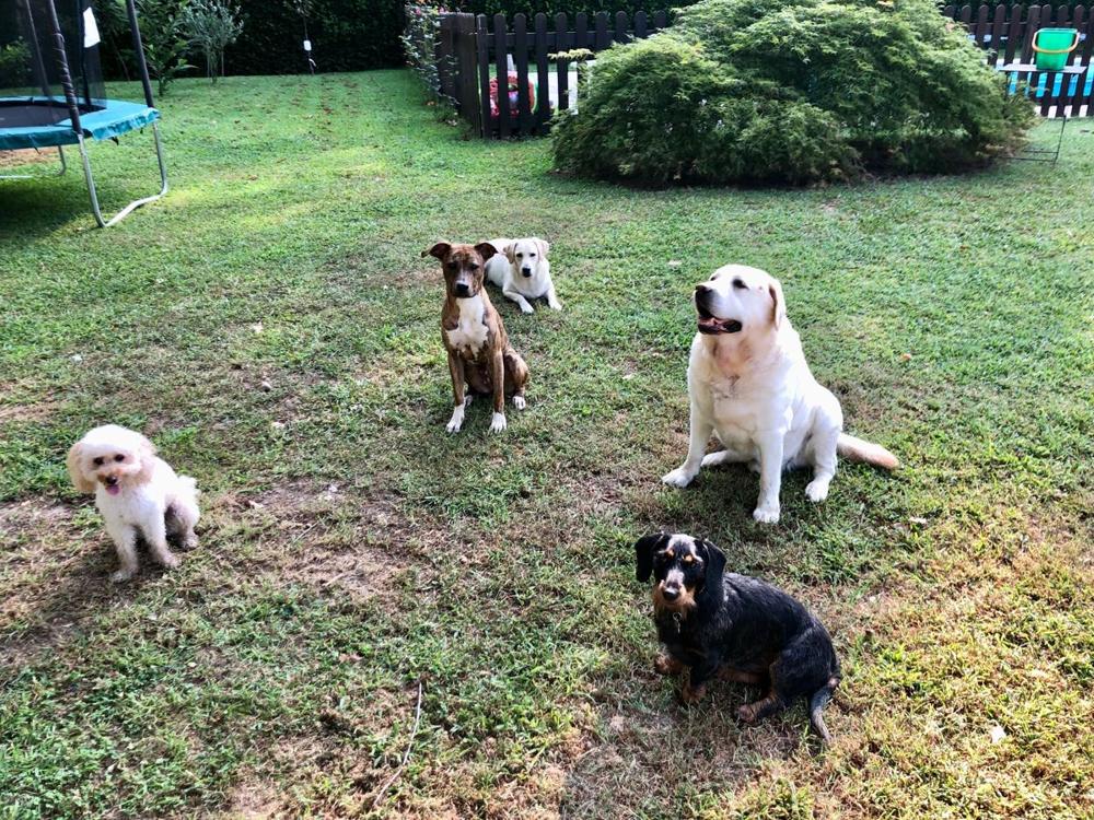 Cinque cani di razze e taglie diverse seduti con calma in giardino durante un esercizio di educazione gentile