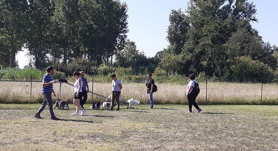 Lezione di educazione cinofila di gruppo in un campo all'aperto con proprietari e cani al guinzaglio