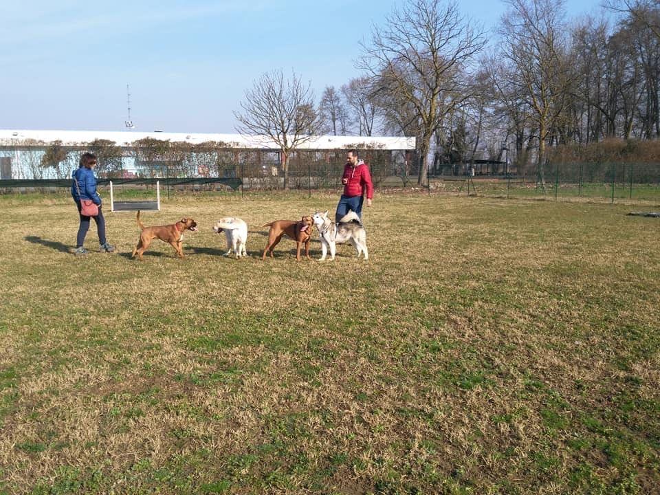Davide Bergamaschi osserva un gruppo di cani di razze diverse durante una sessione di socializzazione in campo