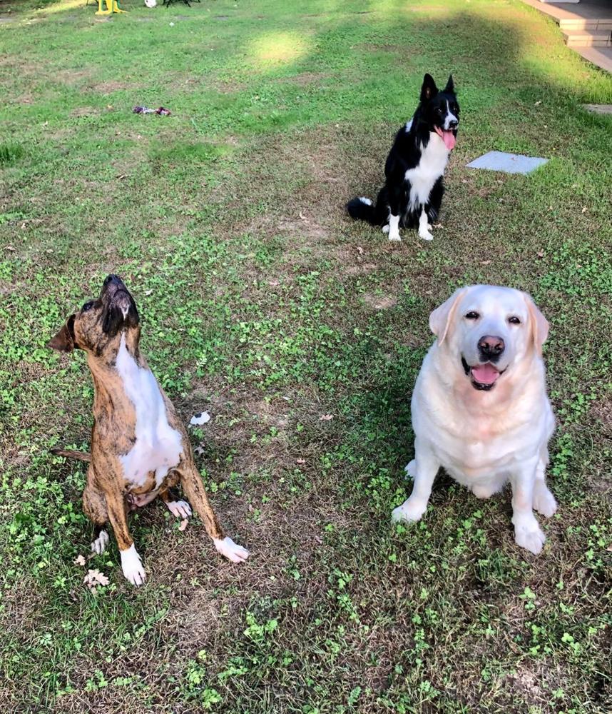 Meticcio tigrato che guarda in alto aspettando il premio, accanto a un labrador e a un border collie seduti sul prato